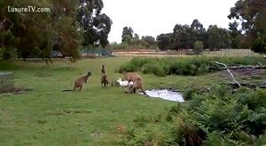 Коричневый и белый кенгуру занимаются сексом