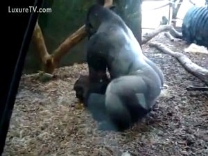 Огромная серебристая горилла сношает свою самку в клетке