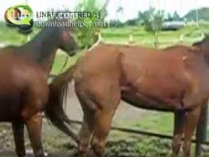 Мужик на ранчо снимает двух мускулистых лошадок, трахающихся на улице