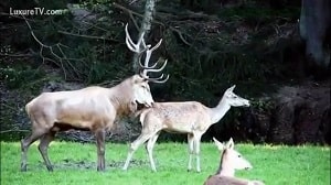Забавное видео зоологического секса двух оленей, сношающихся в дикой природе