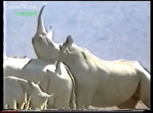 Любительский видеооператор запечатлел пару трахающихся носорогов в заповеднике