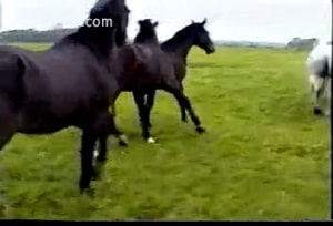 Турист заснял этот эпизод траха с двумя темными лошадками в поле