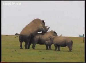 Путешествующий турист записал спаривание двух диких носорогов