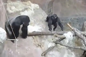Потрясающий фильм о животных, в котором горилла сношается с обезьяной-самкой