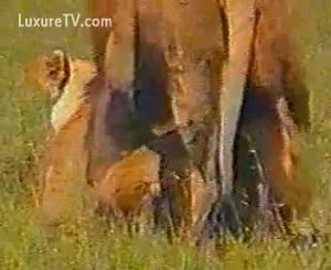 Львы спариваются в эксклюзивной сцене звериного секса