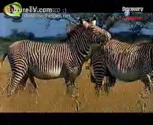 Интимное видео с игривыми дикими зебрами, возбудившимися в поле