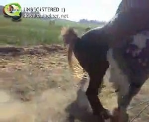 Любительское видео с агрессивно сношающимися лошадьми