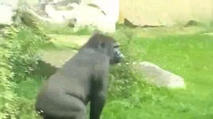 Кадры из зоо-парка изображающие секс двух обезьян