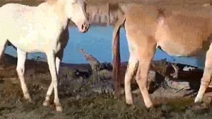 Редкий эпизод секса животных с участием пары лошадей
