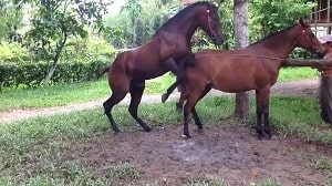 Эксклюзивный видео-эпизод с участием трахающихся лошадей