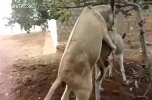 Замечательный ролик со спаривающимися ослами в деревне