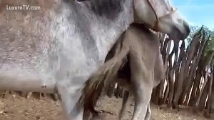 Необычная видеозапись, как конь трахает мула