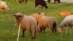 Редкое видео с похотливыми овцами готовыми к спариванию