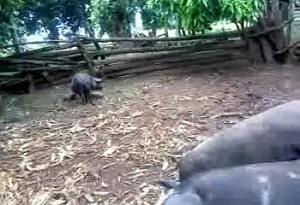 Отличный клип о половом акте свиней снятый любителем