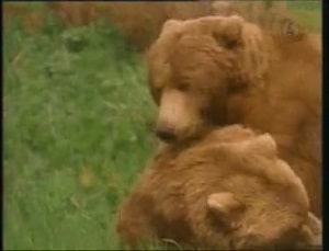 Секс тяжелых медведей в жаркий день