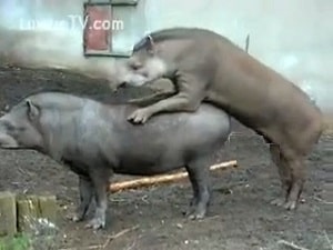 Редкие свиньи-тапиры, трахающиеся в хлеву, записаны на видео