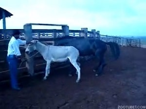 На зоо-ферме рабочий снял половой акт ослихи с конем