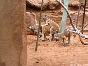 Два кенгуру трахаются как сумасшедшие в зоо-парке