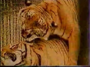В зоо-парке тигры занимаются сексом, редкое зрелище для посетителей
