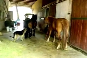 На зоо-ферме две молодые лошади наслаждаются трахом