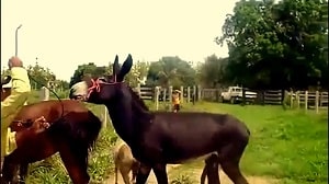 Половой акт осла с лошадью записанный на камеру любителем зоологии