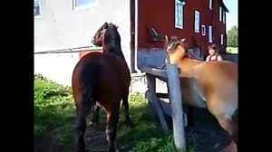Момент совокупления пары лошадей был снят неизвестным любителем зоологии