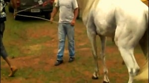 Хозяин наблюдает за сексом своих лошадей