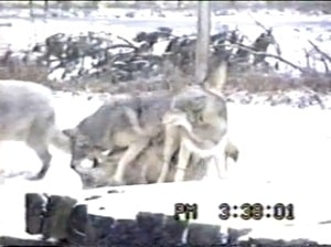 Волки сношаются в снегу, дикая зоо сцена на камеру