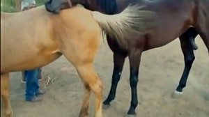 Репродуктивный секс с конем произошедший на зоо-ферме