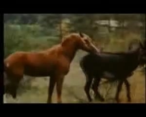 Парень записал на пленку спаривание коня с ослихой в Китае