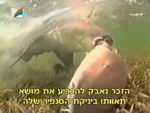 Подводная сексуальная активность между рыбами, снятая на видео