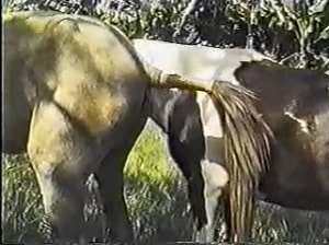 Видеозапись классического секса с лошадьми произошедшего в поле