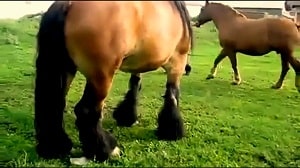 Запись секса с двумя лошадьми спаривающимися на открытом воздухе
