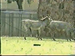 Зебры спариваются в искусственной среде обитания