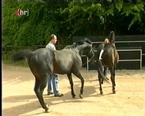 Спаривание озорных коней снятое на видео владельцами