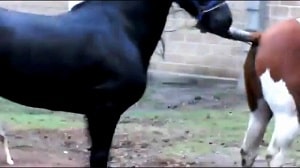 Лошади сношаются и заставляют любителя зоологии почувствовать себя удивленным