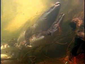 Секс крокодилов под водой, редкие кадры для интересующихся зоологией