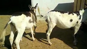 Домашние животные имеют половую связь возле конюшни