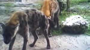 Во время секса в зоо-парке гиены похожи на собак