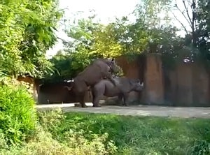 Мужик документирует в зоо-парке секс носорогов