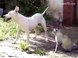 Белая собака пытается трахнуть настоящую кошку