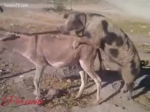 Потрясающий секс животных с участием свиньи и осла
