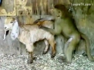 Симпатичная обезьяна трахается с другим животным перед камерой