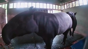 Рабочий зоо-парка засвидетельствовал секс малайских тапиров в неволе